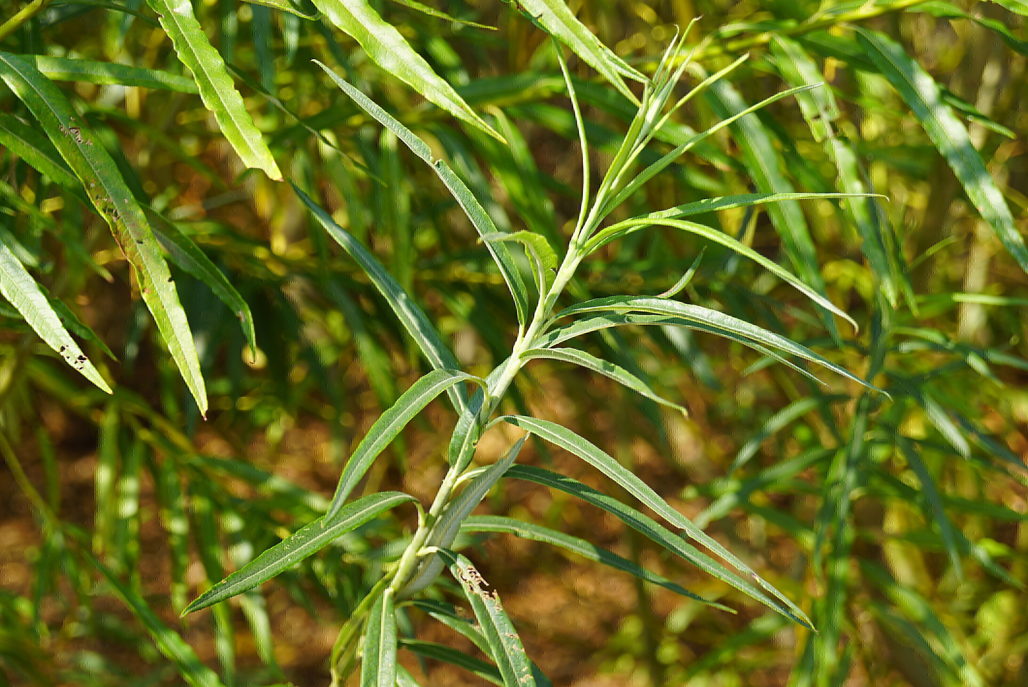 Salix viminalis (5)